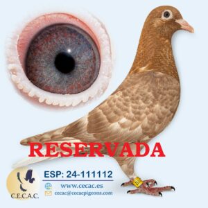 ESP: 2024-111112-M♂  MEULEMANS   PALOMA PERFECTA EN MANOS Y EN TODOS SUS ASPECTOS