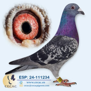 ESP: 2024-111234-M♂  LEO HEREMANS/HOYMANS