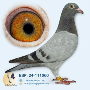 ESP: 2024-111060-M♂  AS PALOMA VELOCIDAD