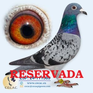 ESP: 2024-111589-H♀  HERBOTS/DIRK VAN DEN BULCK