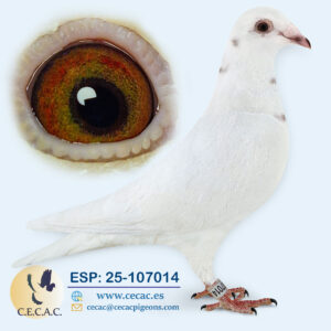 ESP: 2025-107014-M♂  MARTENS TONY/BATENBURG