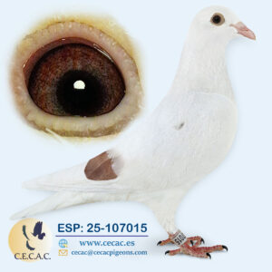 ESP: 2025-107015-M♂  MARTENS TONY/BATENBURG