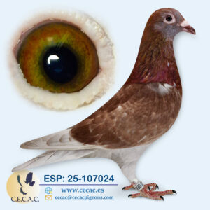 ESP: 2025-107024-M♂  ERIK LIMBOURG/MARTENS TONY