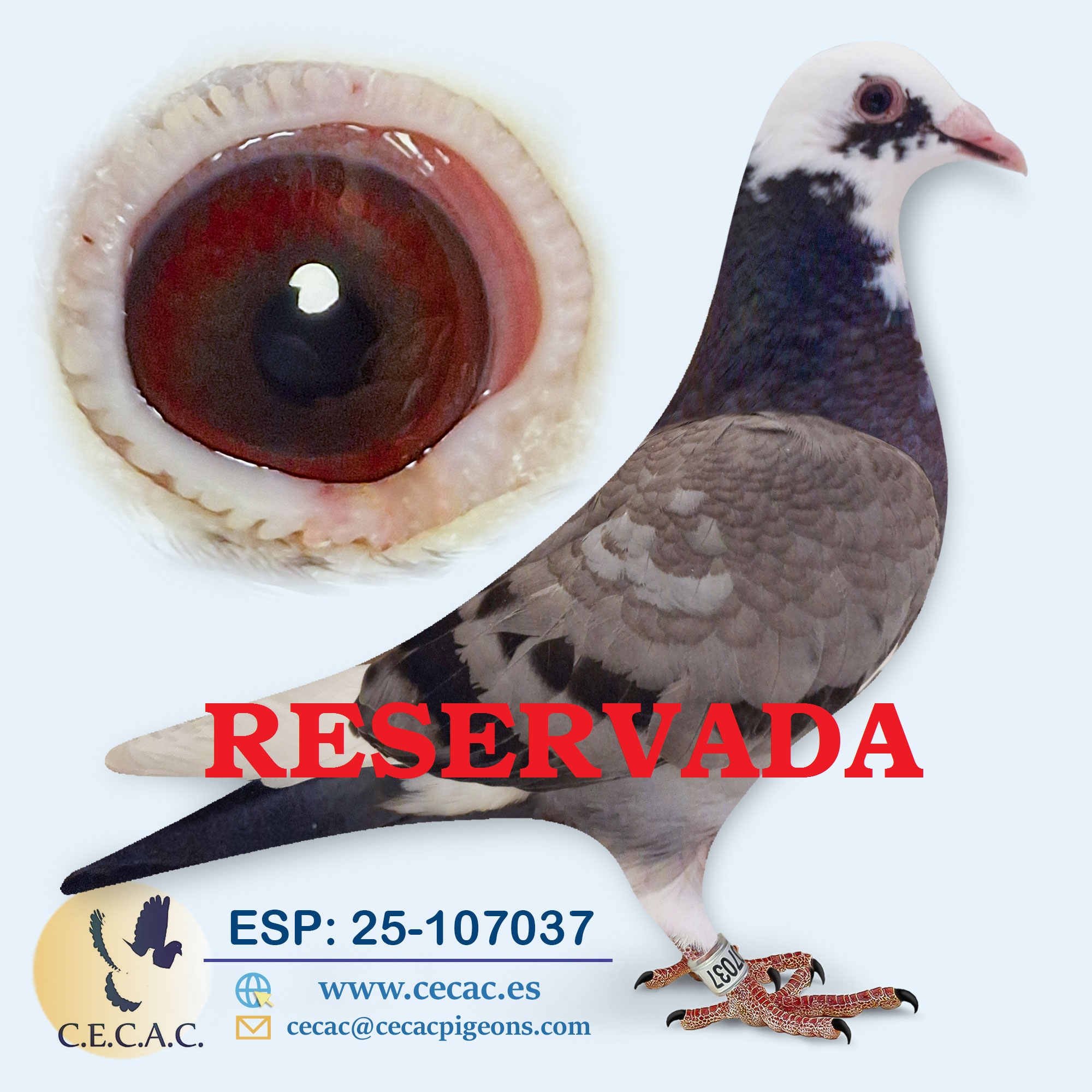 ESP: 2025-107037-H♀ PIPA ELITE CENTER