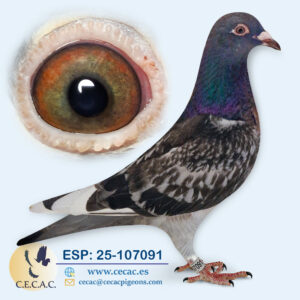 ESP: 2025-107091-M♂  BATENBURG