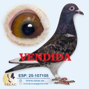 ESP: 2025-107105-H♀  EMIEL DENYS/JAN AARDEN