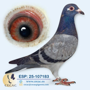 ESP: 2025-107183-M♂   PIPA ELITE CENTER/LEON ROKS