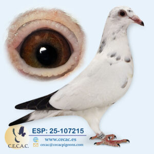 ESP: 2025-107215-M♂   ERIK LIMBOURG/MARTENS TONY