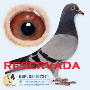 ESP: 2025-107271-M♂  KANNIBAAL/DIRK VAN DYCK