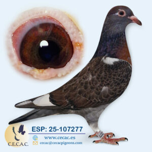 ESP: 2025-107277-H♀  JAN AARDEN