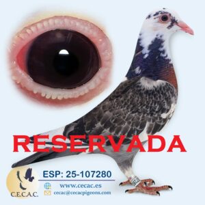 ESP: 2025-107280-H♀  JAN AARDEN