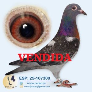ESP: 2025-107300-H♀ STASSART