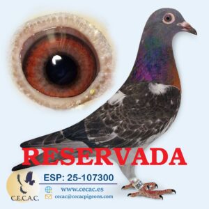 ESP: 2025-107300-H♀   STASSART