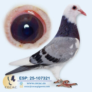 ESP: 2025-107321-M♂  PIPA ELITE CENTER