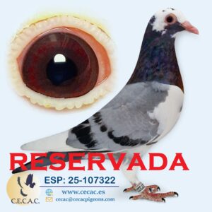 ESP: 2025-107322-H♀  PIPA ELITE CENTER