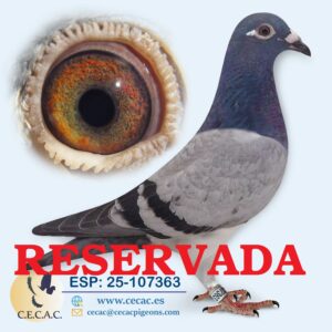 ESP: 2025-107363-H♀  PIPA ELITE CENTER/PORSCHE