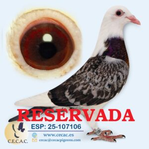 ESP: 2025-107106-H♀   DIRK VAN DEN BULCK