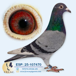 ESP: 2025-107470-M♂   LEIDEMAN/PIPA ELITE CENTER