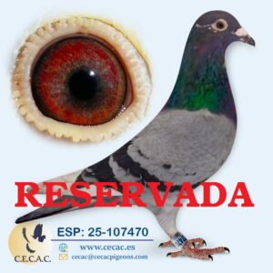 ESP: 2025-107470-M♂ LEIDEMAN/PIPA ELITE CENTER