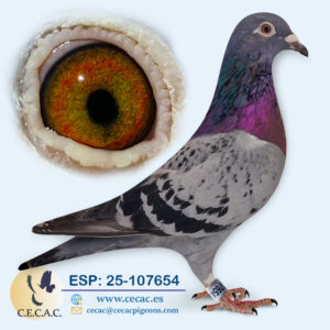 ESP: 2025-107654-H♀   LEON ROKS/JAN AARDEN