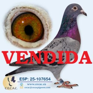 ESP: 2025-107654-H♀ LEON ROKS/JAN AARDEN