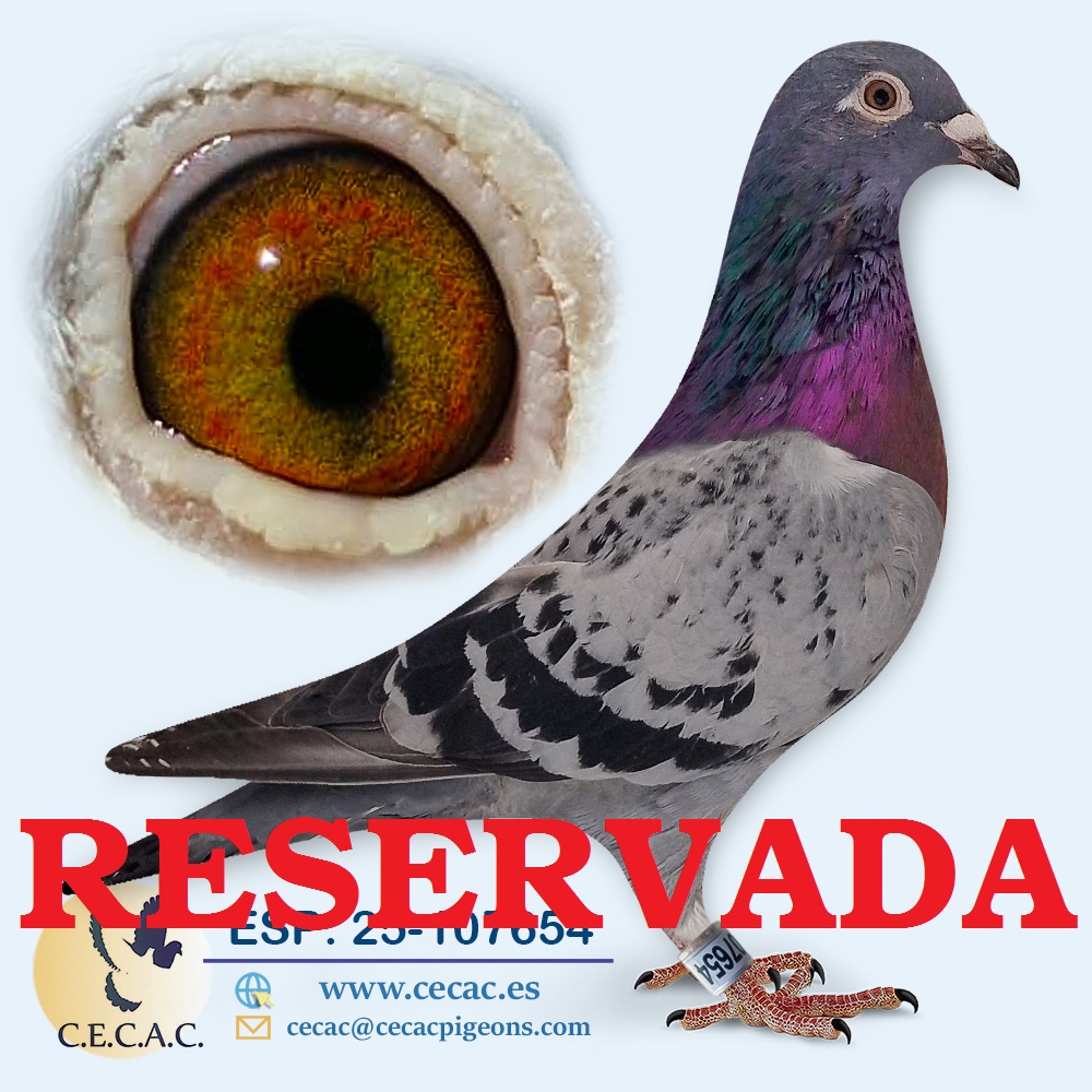 ESP: 2025-107654-H♀ LEON ROKS/JAN AARDEN