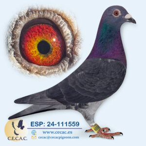 ESP: 2024-111559-M♂   JAC STEKETEE