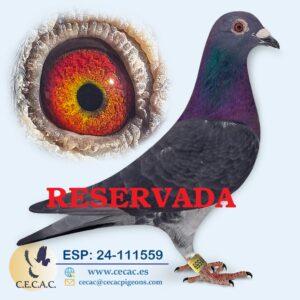 ESP: 2024-111559-M♂ JAC STEKETEE