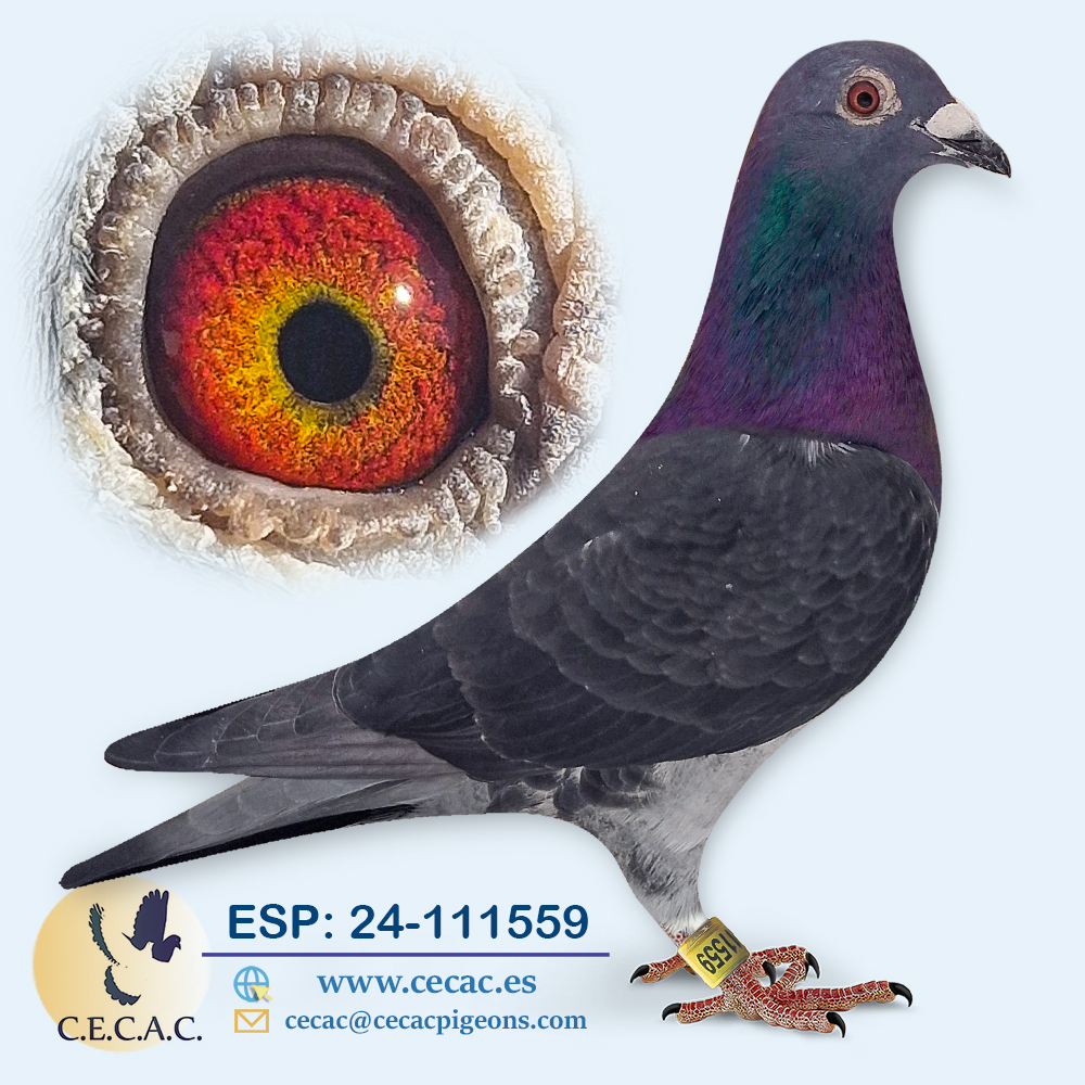 ESP: 2024-111559-M♂ JAC STEKETEE