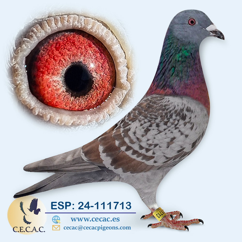 ESP: 2024-111713-H♀ ARDEN/WANROY