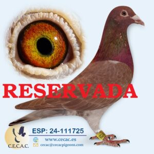 ESP: 2024-111725-M♂   MEULEMANS