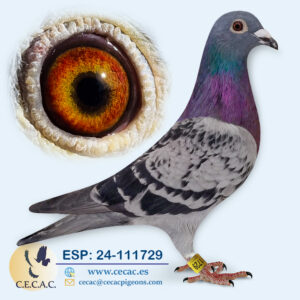 ESP: 2024-111729-H♀  STASSART