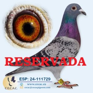 ESP: 2024-111729-H♀ STASSART