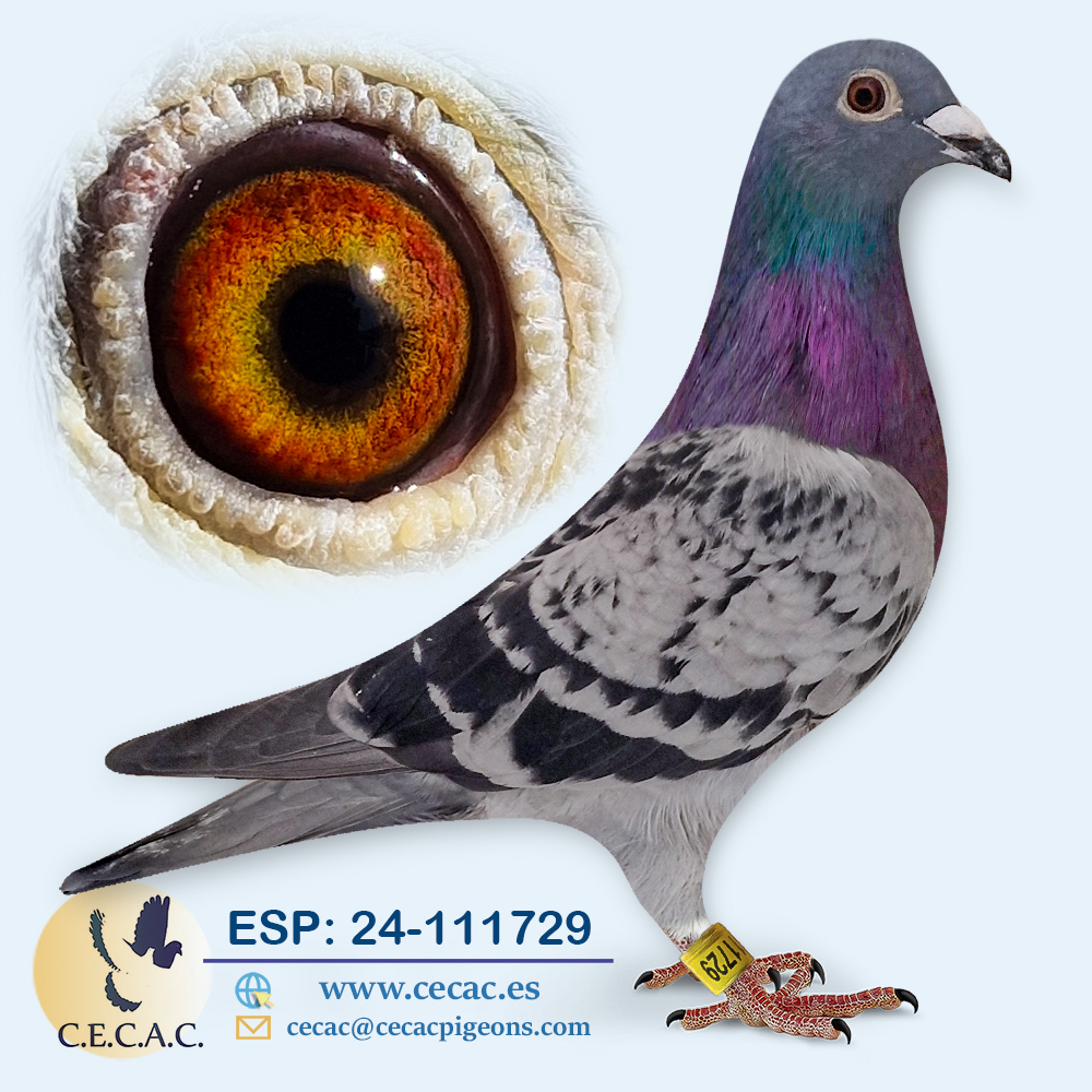 ESP: 2024-111729-H♀ STASSART